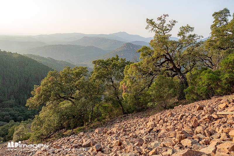 La forêt de l'Esterel