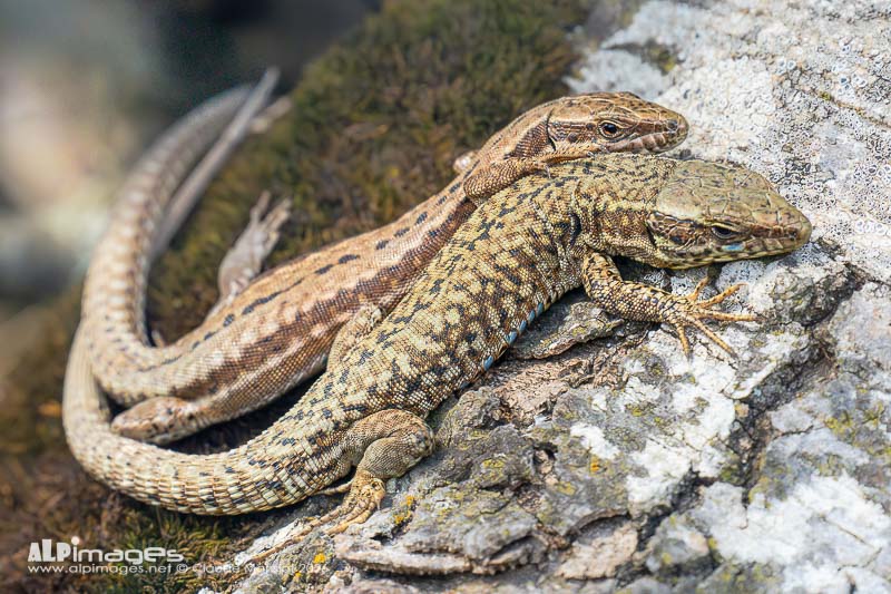 Les lézards