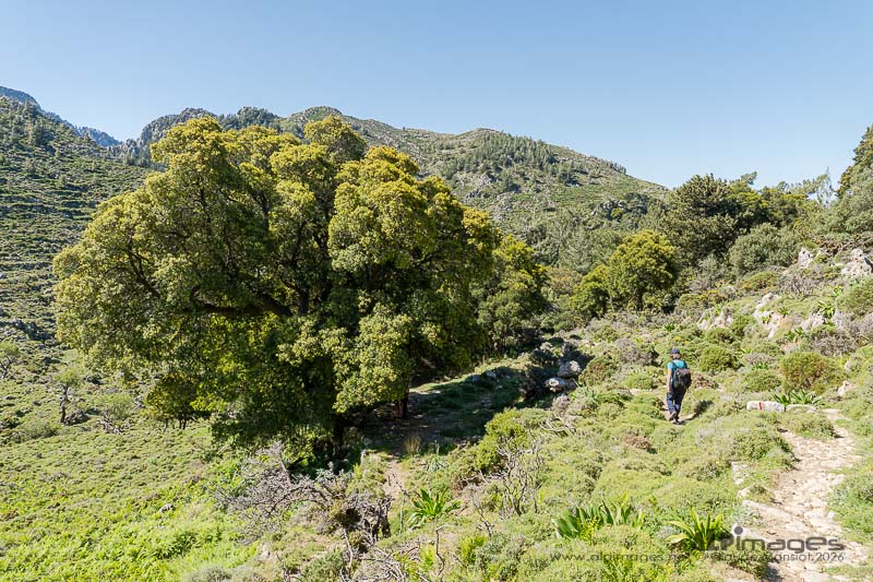 Le chêne des garrigues