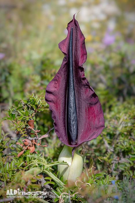 Arum dragon
