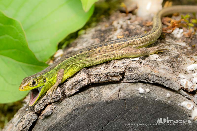 Lézard vert occidental