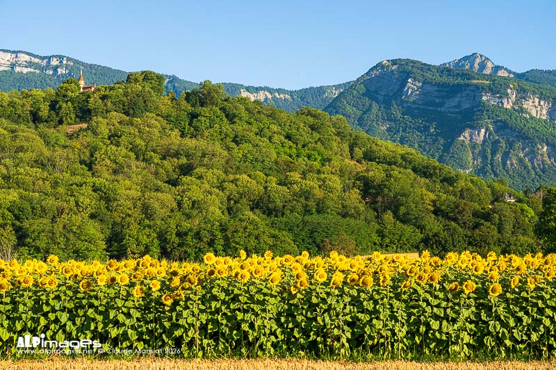 Un matin en Grésivaudan