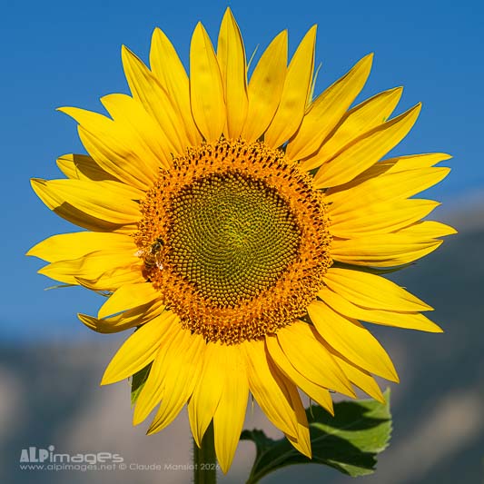 Soleil du matin
