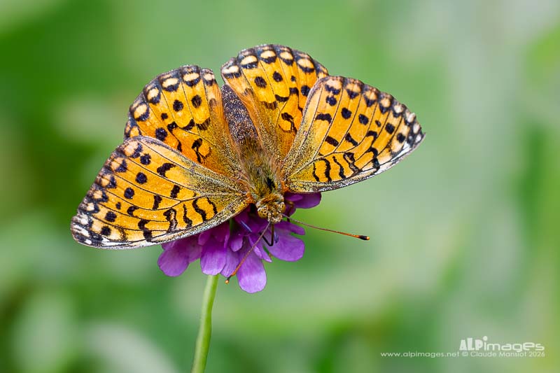 Papillon Nacré