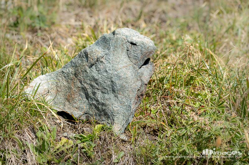 Marmotte pétrifiée