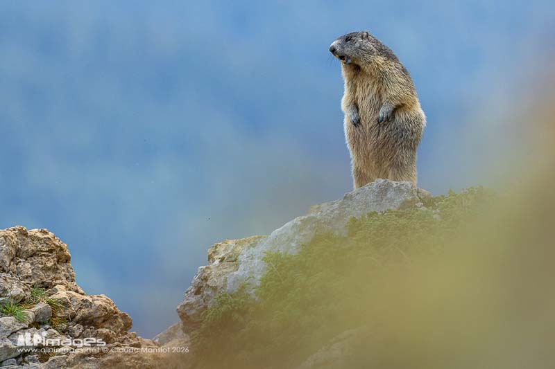 Marmotte aux aguets