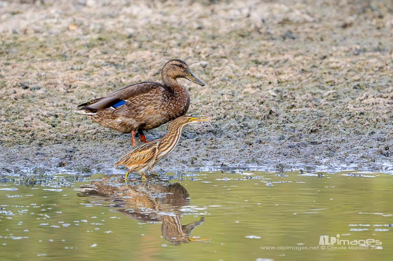 Colvert et blongios nain
