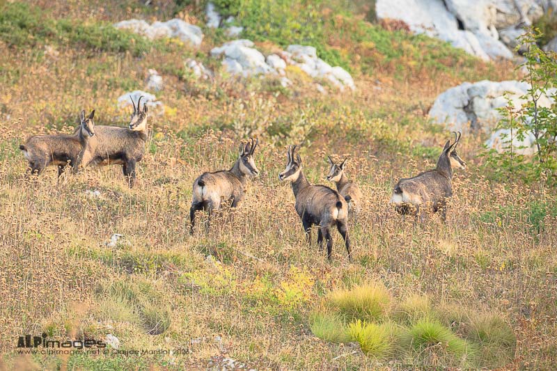 Les chamois de Chartreuse