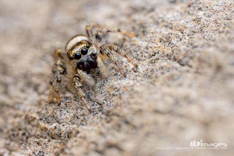 Araignée sauteuse