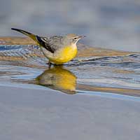 La bergeronnette de...