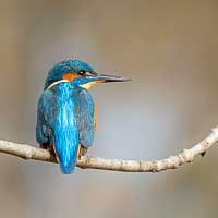 Le martin-pêcheur d...