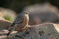 Accenteur alpin