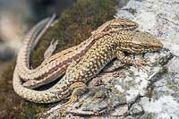 Les lézards
