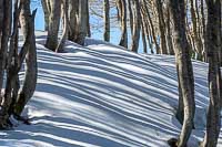 La neige zébrée