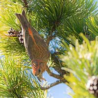 Bec croisé des sapins