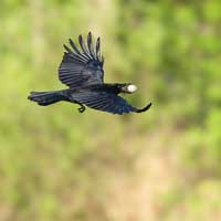 L’œuf et le corbeau