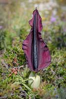 Arum dragon