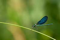 Calopteryx