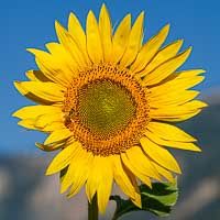 Soleil du matin