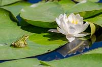 La grenouille et le ..