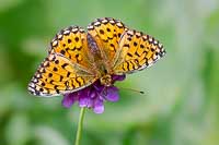 Papillon Nacré
