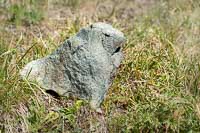 Marmotte pétrifiée
