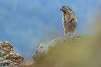 Marmotte aux aguets